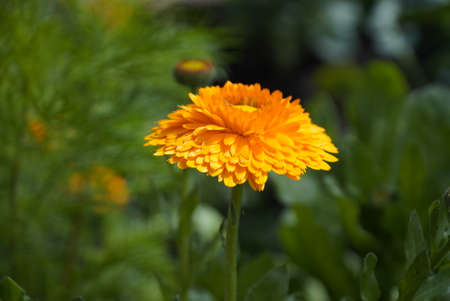 Calendula flower and leaf, nature green background. Calendula flower on summer day. Closeup medicinal flower herb for tea or oil, top viewの写真素材