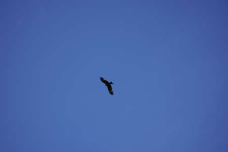Bottom view of a soaring eagle against a blue sky. bright sunny day. wide wingspan