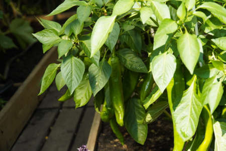 Green sweet immature pepper hangs on a bush. Capsicum annuum Group.