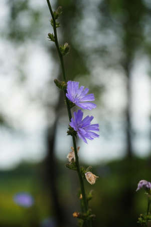 Common Chicory or Cichorium intybus flower blossoms commonly called blue sailors, chicory, coffee weed, or succory is a herbaceous perennial plant. close upの写真素材