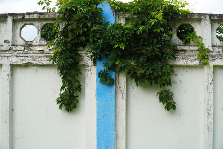 A fragment of a wall made of concrete slabs with vegetationの写真素材