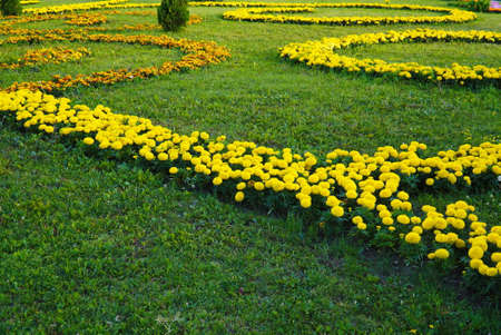 A drawing of yellow marigolds in the city park.の写真素材