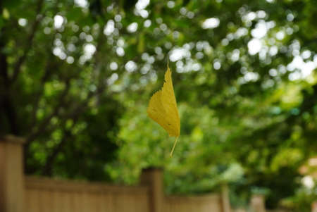 autumn leaf hanging in the air on the cobwebs against a background of greenery.の写真素材