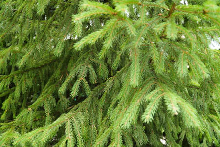 Spruce branch. Beautiful branch of spruce with needles. Christmas tree in nature. Green spruce....