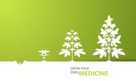 Cannabis growth background concept, vector,のイラスト素材