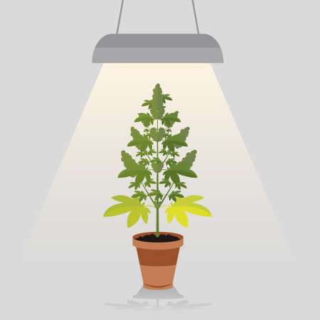 Medical cannabis plant in pot legal under the built in lamp light. Leafs, strain and flowerpot. Flat design style.のイラスト素材