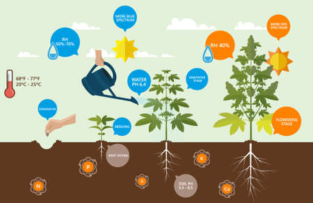 Outdoor Cannabis Growing infographics.のイラスト素材