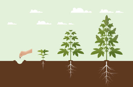 Cannabis Grow concept. Vectorのイラスト素材