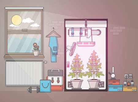 Flat Design, Quality of medical cannabis growing in indoor growbox. Vector illustrationのイラスト素材