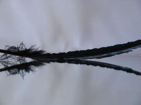 a feather in the mirrorの写真素材
