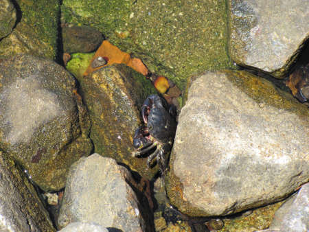 a bush between the bottom of a lakeの写真素材