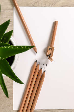 aloe vera, brown pencils lying on a white sheet, pencil sharpening