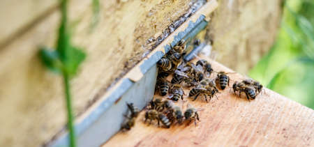 Bees gathered at the entrance to the hive