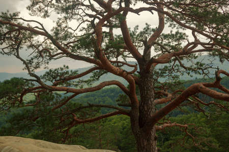 beautiful view of the forest