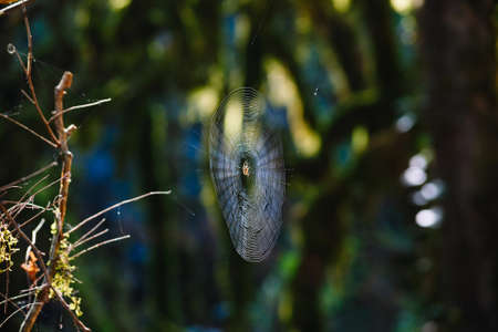 The spider sits on the web