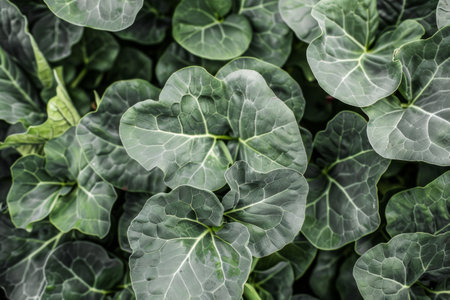 A detailed view of a plant with vibrant green leaves, showcasing intricate veins and varying shades of green. The leaves are healthy and lush, illuminated by natural sunlight, creating a visually appealing display of natures beauty.の素材