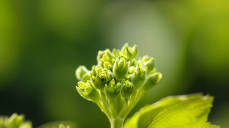 A detailed view of a vibrant green plant with intricate leaves, set against a softly blurred background. The plant stands out in sharp focus, showcasing its natural beauty and intricate details.の素材