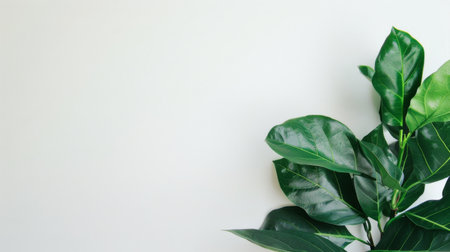 A potted plant with lush green leaves is displayed against a clean white wall, creating a striking contrast. The plant thrives in its container, contributing to a minimalist and modern aesthetic in the space.の素材