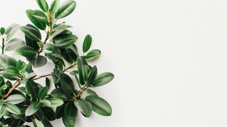 A close-up view of a plant with lush green leaves against a plain white background. The leaves are vibrant and healthy, showcasing the plants natural beauty.の素材