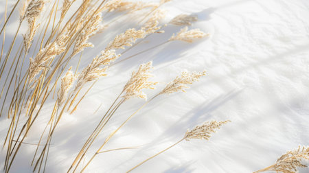 This close-up shot showcases blades of grass peeking through a blanket of freshly fallen snow. The contrast between the green grass and white snow creates a striking winter scene.の素材