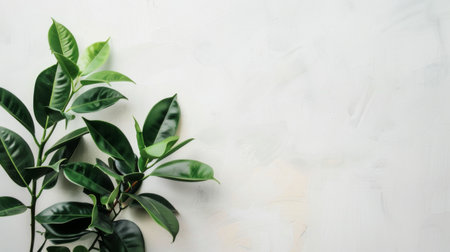 A close-up view of a vibrant green plant with lush leaves set against a plain white background. The leaves are beautifully textured and exhibit a range of shades of green.の素材