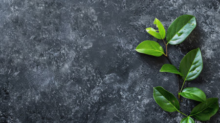 Green Plant Leaves on a Dark Backgroundの素材