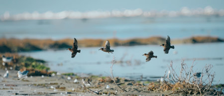A group of four birds, possibly ducks, fly in formation over a coastal wetland. The water is shallow and there is some vegetation visible in the foreground. The background is a blurry view of the horizon with a slight haze.の素材