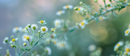 A close-up shot captures the delicate beauty of white wildflowers blooming in a lush, green meadow. The wildflowers are in focus, while the surrounding foliage and the sky are softly blurred, creating a dreamy effect. Sunlight filters through the leaves, casting a warm glow on the scene.の素材