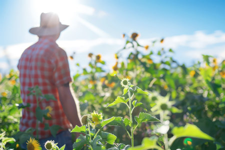 In a vibrant sunflower field, a farmer stands among tall green plants, basking in the warm sunlight. The blue sky is dotted with fluffy clouds, creating a serene atmosphere as he admires the beauty of nature.の素材