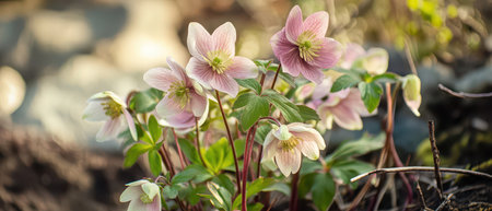 Delicate pink and white flowers bloom amidst green foliage in a natural setting during the spring showcasing vibrant life and color.の写真素材