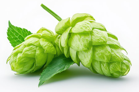 Fresh green hop cones sit next to vibrant green leaves showcasing their texture and shape...