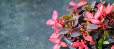A vibrant collection of succulents features pink and green leaves in a decorative pot placed on a dark surface creating a striking contrast.の素材