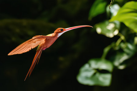 A vibrant orange bird soars gracefully through dense greenery showcasing its long beak and elegant...