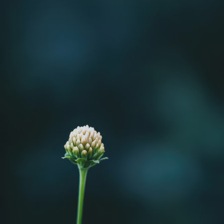 A single flower bud stands tall against a blurred dark background preparing to open and share its beauty with the world.の素材