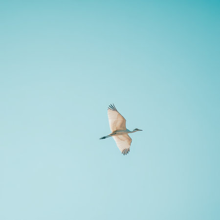 A graceful bird glides through a clear bright blue sky showcasing its elegant wings and peaceful flight in a serene environment.の素材
