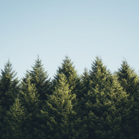 Dense forest of evergreen trees reaches toward a bright blue sky showcasing the beauty of nature in a tranquil outdoor setting.の素材