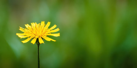 A vibrant yellow flower stands tall against a soft green background capturing the essence of natures beauty on a sunny day.の素材