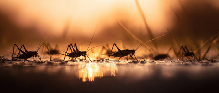 As dawn breaks crickets wander through the grass their silhouettes illuminated by golden sunlight embodying the spirit of a fresh beginning.の素材