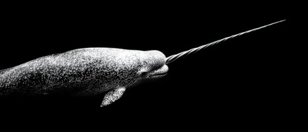 A stunning depiction of a narwhal showcasing its unique tusk in high contrast.の素材