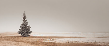 A serene beach landscape features a lone snow covered tree creating a peaceful atmosphere as waves gently lap at the shore on New Year.の素材