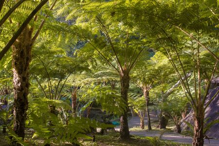 Forestの写真素材