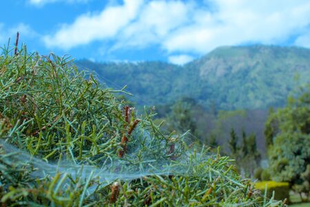 Cobweb on treeの写真素材