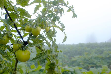 Tomatoの写真素材