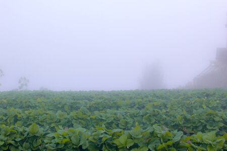 Plants in fogの写真素材