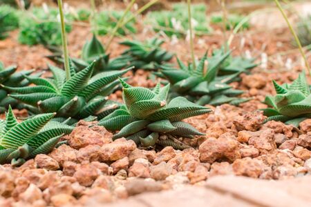 Cactusの写真素材