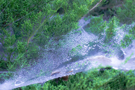 Cobweb on treeの写真素材