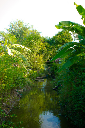 Nature in Thailand.の写真素材