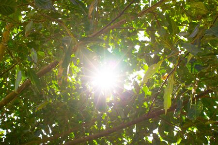 Sun light and Treeの写真素材