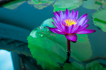 Lotusの写真素材