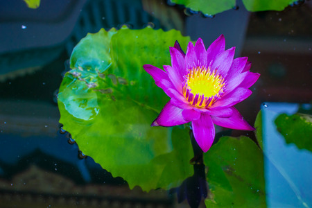 Lotusの写真素材